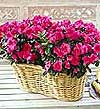 �i�ek�i Temelli �i�ek servisi , �i�ek�i adresleri  Iki adet a�elya sepette