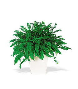 Ankara Temelli �i�ek yolla , �i�ek g�nder , �i�ek�i   Decorative Fern ask merdiveni