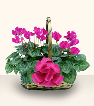 Temelli ankara �nternetten �i�ek sipari�i  Double Cyclamen sepette