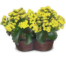Temelli �i�ek g�nderme sitemiz g�venlidir  Double Kalanchoe sepette