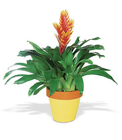 Ankara Temelli �i�ek yolla  Exotic Bromeliad ithal saksi
