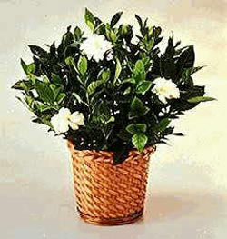 Temelli ankara �i�ek sipari�i �i�ek g�nderme  Gardenia Plant ithal saksi