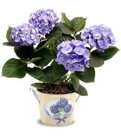 ankara �i�ek yolla Temelli �i�ek�i telefonlar�  Hydrangea Plant ortanca