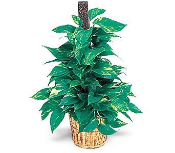 �i�ek�i Temelli ankara �i�ek sat���  Golden Pothos ithal saksi