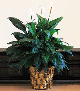 Temelli �i�ek sat��� , �i�ek�i , �i�ek�ilik  Large Spathiphyllum