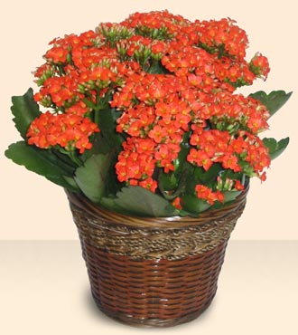ankara �i�ek�i Temelli ucuz �i�ek g�nder  Large Kalanchoe in Basket