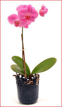 Ankara Temelli hediye �i�ek yolla  Phalaenopsis Orchid Plant