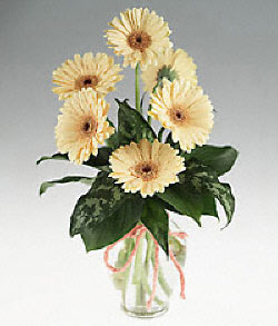 Temelli �i�ek�i ma�azas�  cam yada mika vazoda 9 adet gerbera
