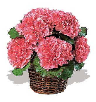 k���k sepette  karanfiller  Temelli �i�ek g�nderme sitemiz g�venlidir 