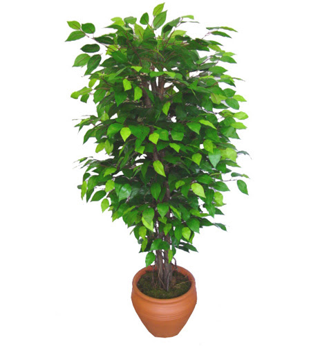 Ficus Benjamin 1,50 cm  ankara �i�ek yolla Temelli �i�ek�i telefonlar� 