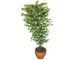 Ficus �zel Starlight 1,75 cm  Temelli ankara �nternetten �i�ek sipari�i 