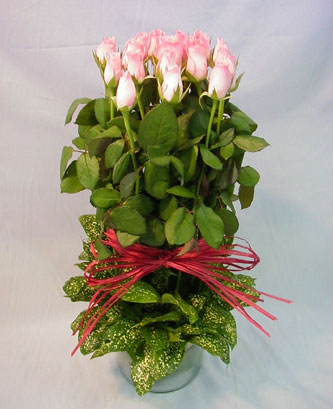 13 adet pembe g�l silindirde  Temelli cicek , cicekci 