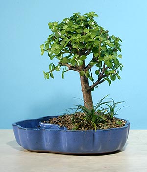 Temelli ankara �i�ek sipari�i �i�ek g�nderme  Bonsai 6 yas civari