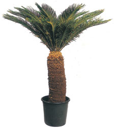 Temelli �i�ek online �i�ek sipari�i  CYCAS ORTA B�Y�KL�KTE