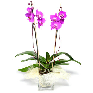 Ankara Temelli 14 �ubat sevgililer g�n� �i�ek  Cam yada mika vazo i�erisinde  1 k�k orkide