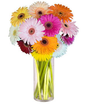 Temelli ankara �i�ek�i telefonlar� yurti�i ve yurtd��� �i�ek sipari�i  Farkli renklerde 15 adet gerbera �i�egi