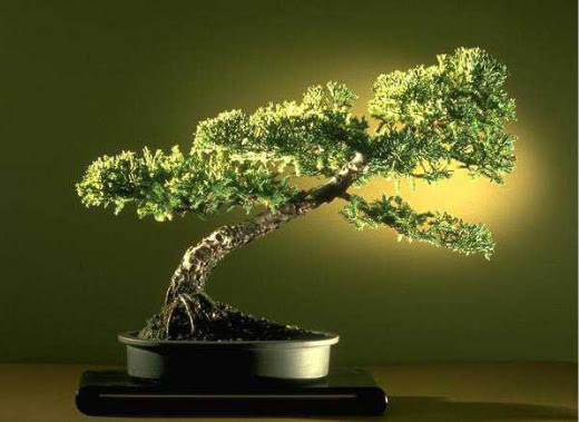 ithal bonsai saksi �i�egi �i�ek�i Temelli �i�ek servisi , �i�ek�i adresleri 