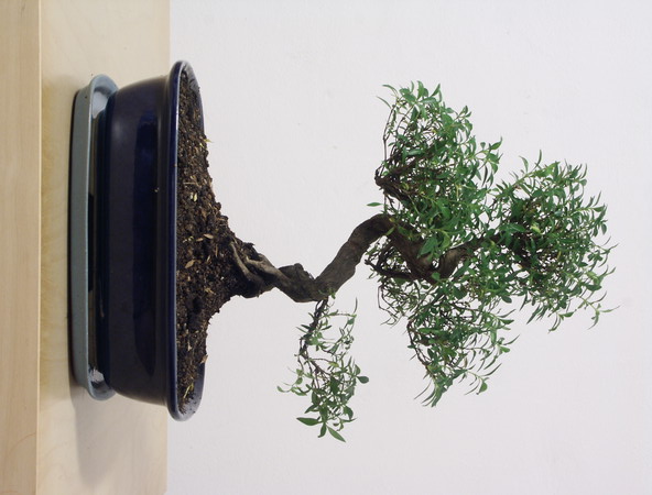 ithal bonsai saksi �i�egi Ankara Temelli �i�ek sat��� online �i�ek�i , �i�ek sipari�i 