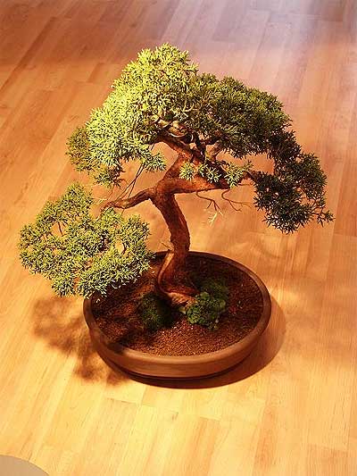 ithal bonsai saksi �i�egi Ankara Temelli hediye �i�ek yolla 