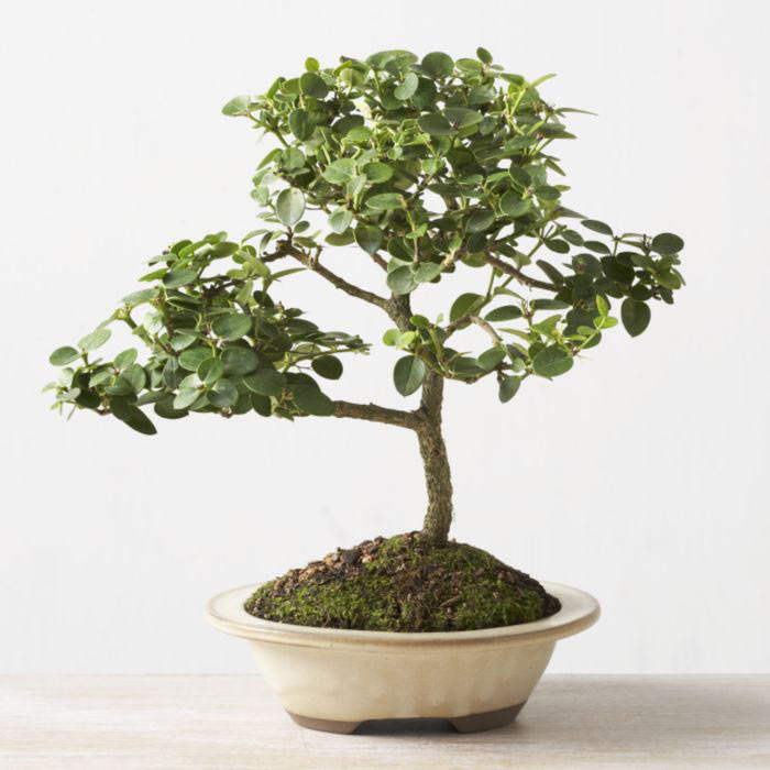 ithal bonsai saksi �i�egi Temelli �i�ek sat��� , �i�ek�i , �i�ek�ilik 