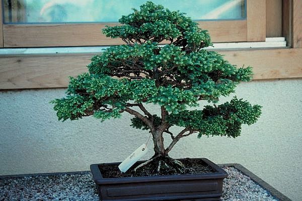 ithal bonsai saksi �i�egi Temelli ankara �i�ek sipari�i �i�ek g�nderme 