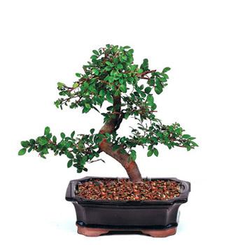 ithal bonsai saksi �i�egi Ankara Temelli �i�ek sat��� online �i�ek�i , �i�ek sipari�i 