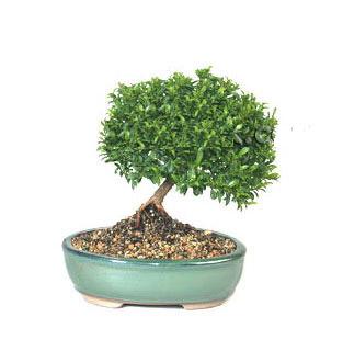 ithal bonsai saksi �i�egi Temelli �i�ek g�nderme sitemiz g�venlidir 