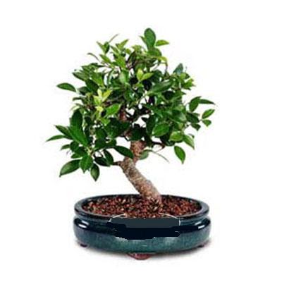 ithal bonsai saksi �i�egi Temelli ankara �i�ek ma�azas� , �i�ek�i adresleri 