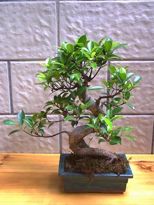 ithal bonsai saksi �i�egi �i�ek�i Temelli ankara �i�ek sat��� 