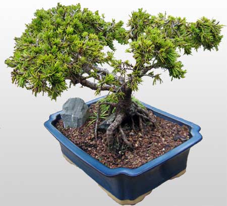 ithal bonsai saksi �i�egi �i�ek�i Temelli �i�ek servisi , �i�ek�i adresleri 