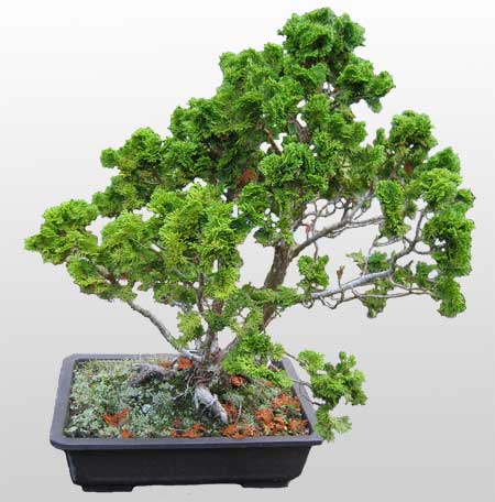 ithal bonsai saksi �i�egi Temelli �i�ek sipari�i vermek 