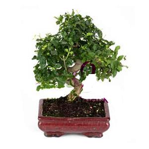 ithal bonsai saksi �i�egi ankara �i�ek yolla Temelli �i�ek�i telefonlar� 