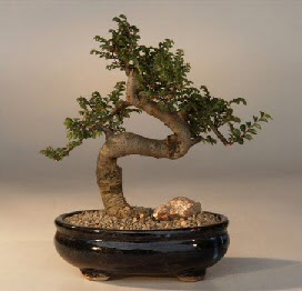 ithal bonsai saksi �i�egi Temelli ankara �i�ek sipari�i �i�ek g�nderme 
