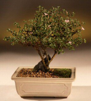 ithal bonsai saksi �i�egi Ankara Temelli hediye �i�ek yolla 