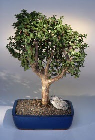 Ankara Temelli cicekciler , cicek siparisi  ithal bonsai saksi �i�egi Temelli ankara �i�ekleri g�venli kaliteli h�zl� �i�ek 