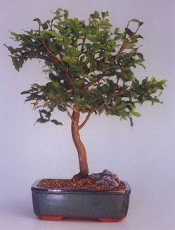 Temelli Ankara hediye sevgilime hediye �i�ek  ithal bonsai saksi �i�egi ankara �i�ek yolla Temelli �i�ek�i telefonlar� 