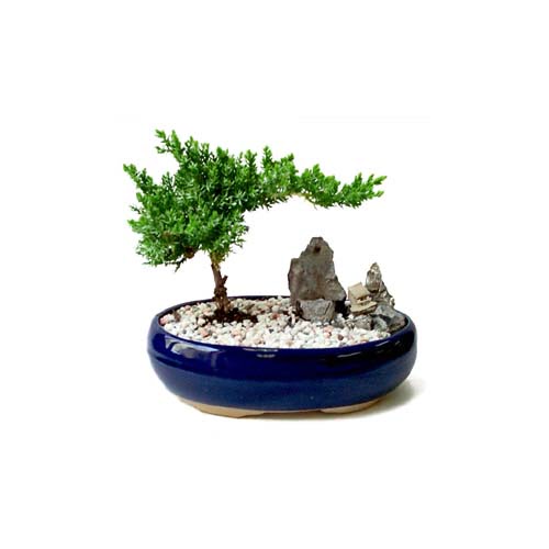 ithal bonsai saksi �i�egi Ankara Temelli cicekciler , cicek siparisi 
