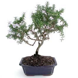 ithal bonsai saksi �i�egi Temelli Ankara �i�ek g�nder uluslararas� �i�ek g�nderme 