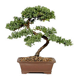 ithal bonsai saksi �i�egi Ankara Temelli online �i�ek g�nderme sipari� 
