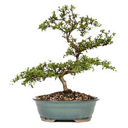 Temelli �i�ek sipari�i vermek  ithal bonsai saksi �i�egi Ankara Temelli online �i�ek g�nderme sipari� 