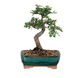 Temelli �i�ek online �i�ek sipari�i  ithal bonsai saksi �i�egi Ankara Temelli online �i�ek g�nderme sipari� 