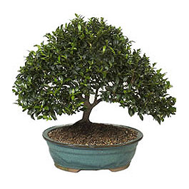 Temelli Ankara hediye sevgilime hediye �i�ek  ithal bonsai saksi �i�egi Ankara Temelli online �i�ek g�nderme sipari� 