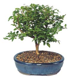 �i�ek�i Temelli �i�ek servisi , �i�ek�i adresleri  ithal bonsai saksi �i�egi Ankara Temelli �i�ek�iler 
