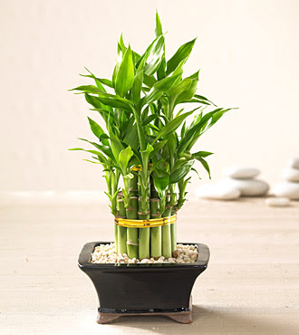 Lucky Bamboo saksi �i�egi Ankara Temelli kaliteli taze ve ucuz �i�ekler 