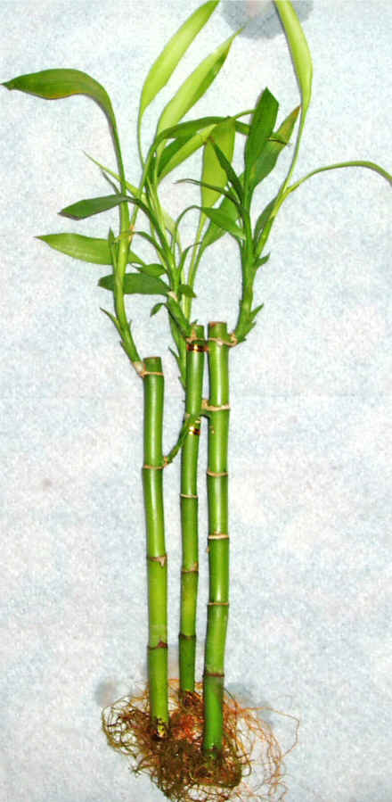 Lucky Bamboo 3 adet vazo hediye edilir  Temelli ankara �nternetten �i�ek sipari�i 