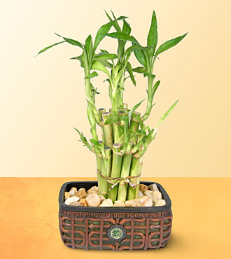 Lucky Bamboo  saksi �i�egi Ankara Temelli �i�ek yolla , �i�ek g�nder , �i�ek�i  