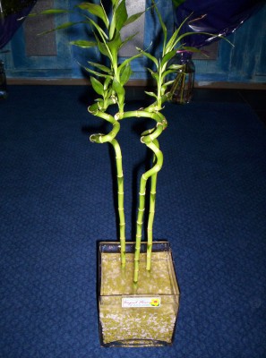 Lucky Bamboo 3 adet saksi �i�egi Temelli �i�ek g�nderme sitemiz g�venlidir 