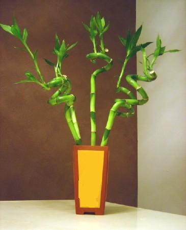 Lucky Bamboo 5 adet vazo i�erisinde Ankara Temelli kaliteli taze ve ucuz �i�ekler 