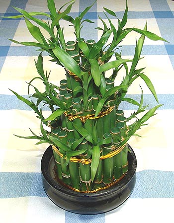 Lucky Bamboo sans melegi �i�egi Temelli ankara �i�ekleri g�venli kaliteli h�zl� �i�ek 