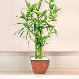 Lucky Bamboo sans melegi �i�egi Temelli �i�ek sat��� , �i�ek�i , �i�ek�ilik 